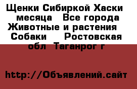 Щенки Сибиркой Хаски 2 месяца - Все города Животные и растения » Собаки   . Ростовская обл.,Таганрог г.